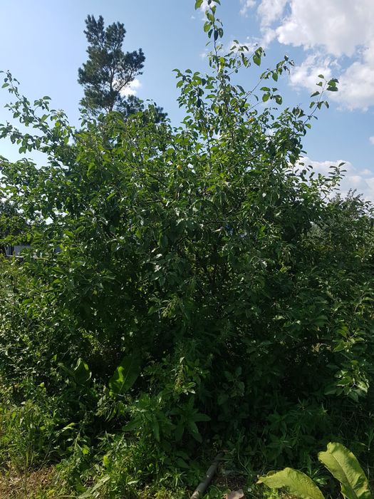 Продам дачу Чапаева. Не затапливает!