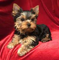 yorkshire terrier second hand si noi de vanzare • Anunturi • 