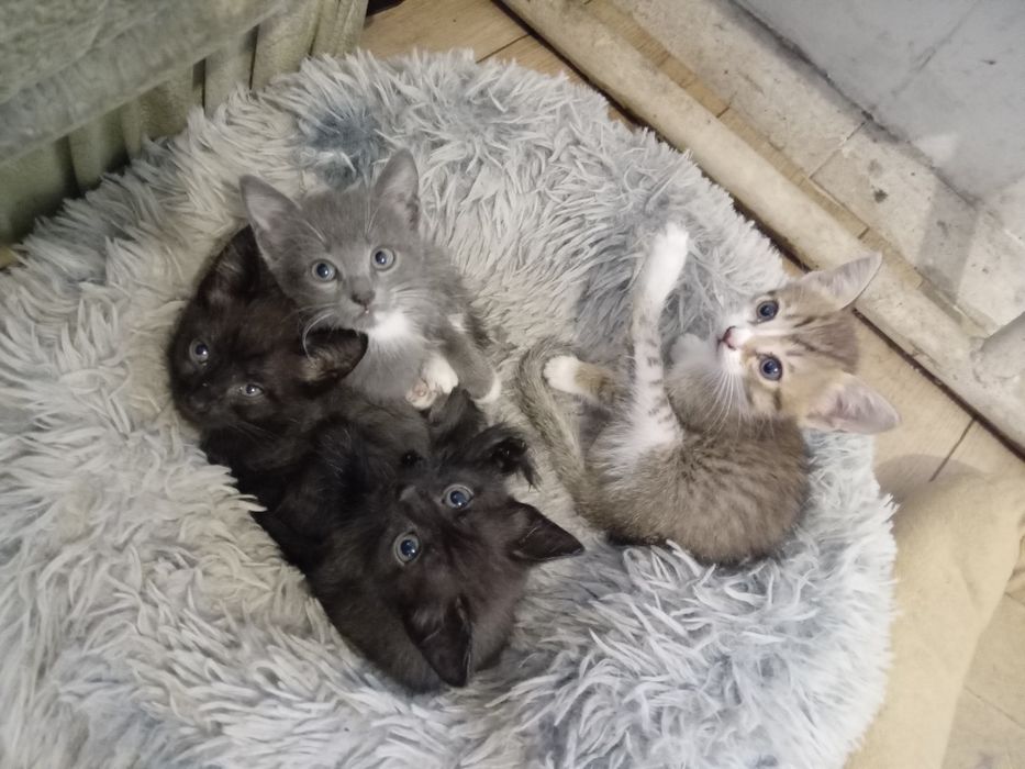 Отдам котят в добрые руки