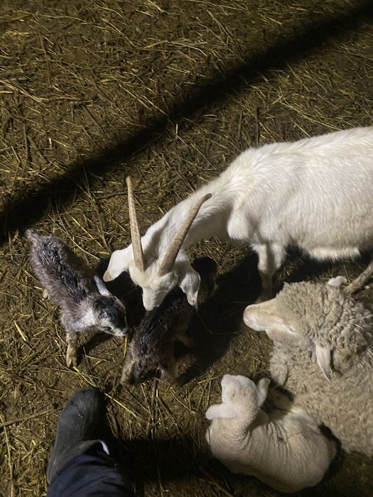 Vand capra metis saanen cu 2 iezi