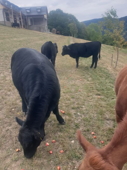 Vitele Angus + 1 tauras