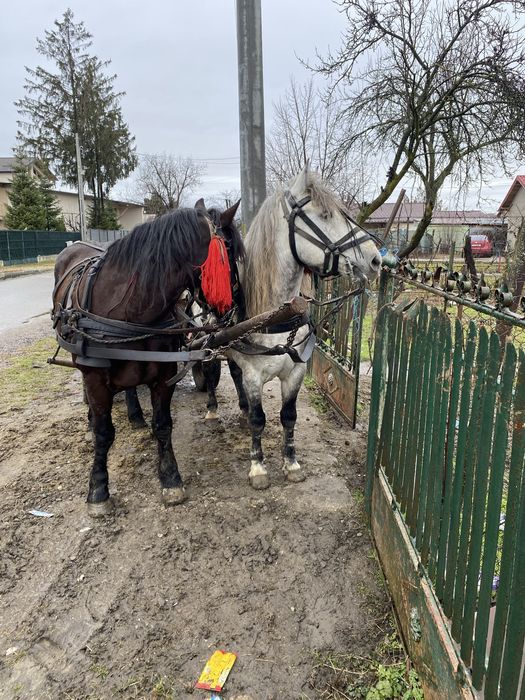 De vanzare !! Un armasar de 8 anii!!