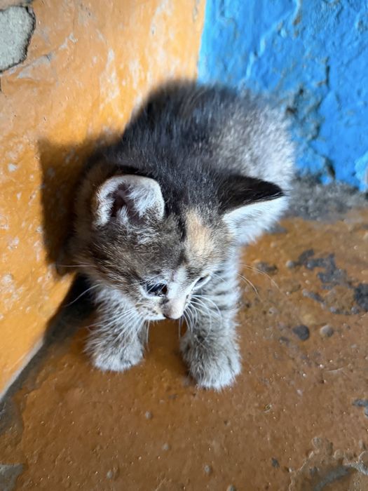 Отдам котенка бесплатно