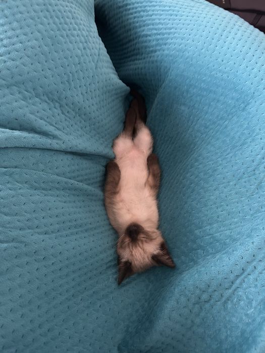 Очаровательный сиамский котёнок ищет дом