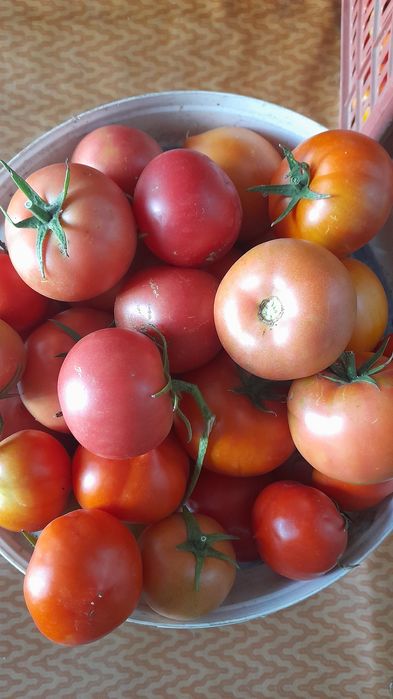 Продам домашние помидоры .кокшетау.рн хим зав