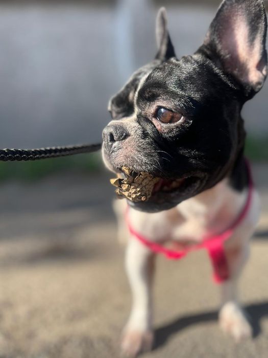 Потерялась собака