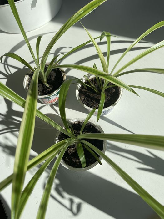 Лечебно алое, хлорофитум.