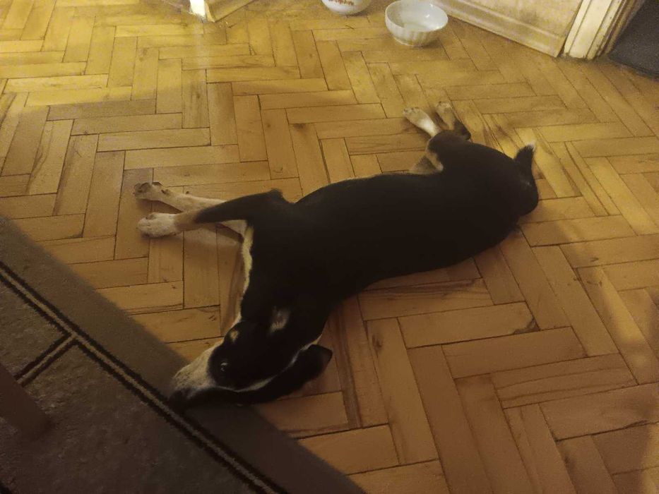 подарявам куче на име рекси