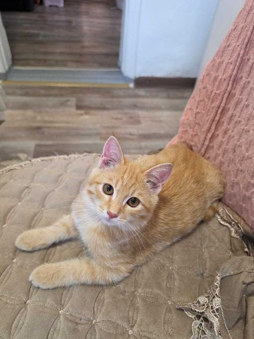 Котята-бесплатно