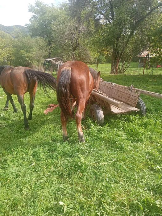 Cal 1 an jumatate castrat