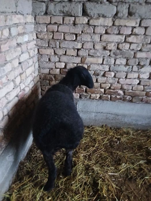 Ona bola qazoqi qoylar sotiladi