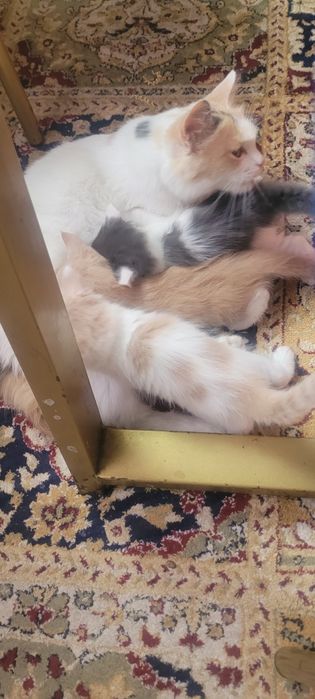 Отлам кошку с котятами