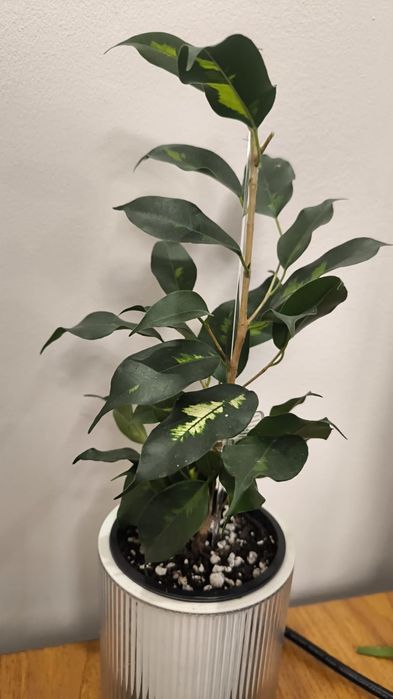 Фикус даймонд сортовой