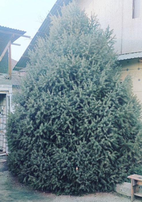 Ёлка Тянь-Шаньская. 5 м.