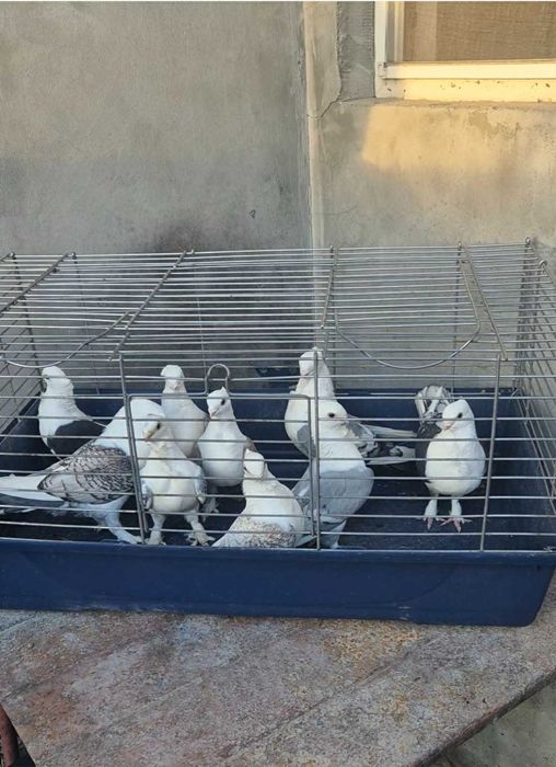 Porumbei ,Isi cauta Casuta!!!