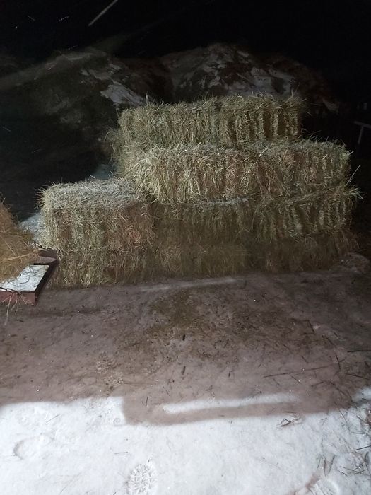 Продам сено  в тюках