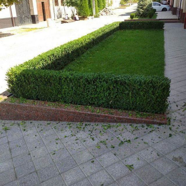 Газон ландшафний дизайн