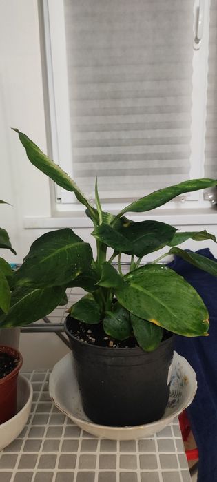 Дифинбахия , комнатное растение