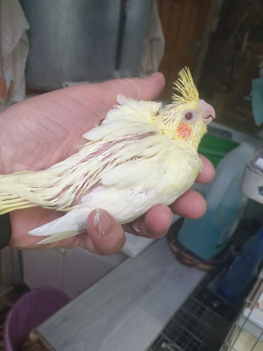 Papagali micul alexandru(puișori blănzi)