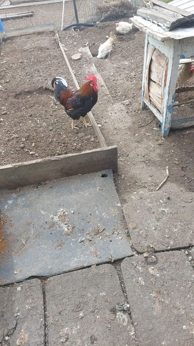 Продам двух петухов