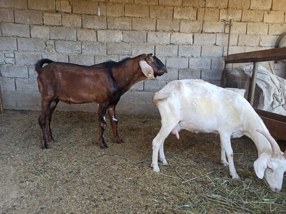 Теке ешкі сатылады