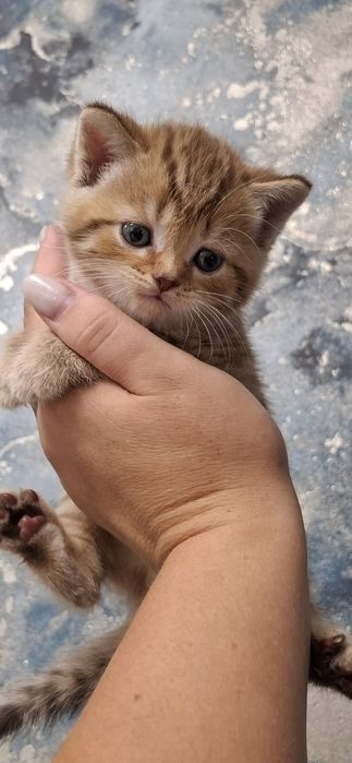 Скоттиш страйт котята