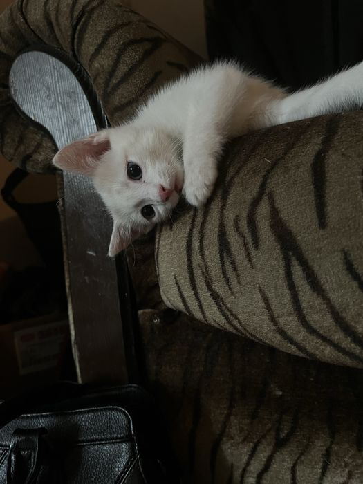 Котенок, отдадим в хорошие руки