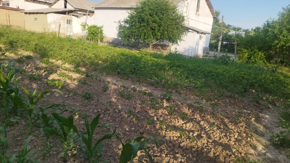 Sroshna uy sotiladi Parkent tumani Samsarak MFY Samsarak koʻchasi