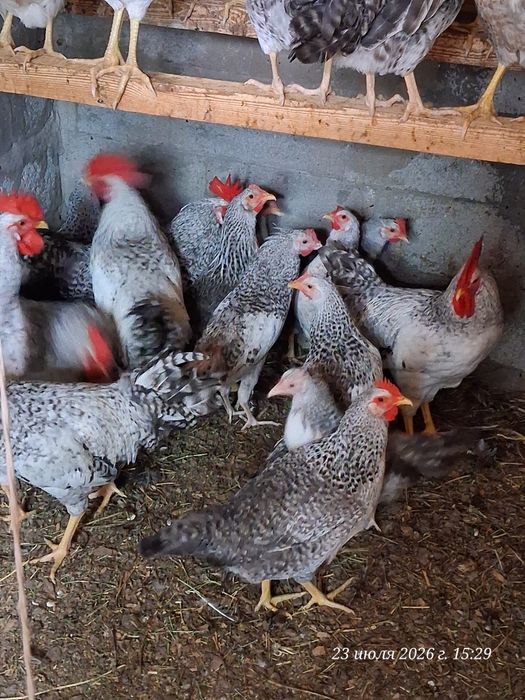 Продам курочек разных пород.