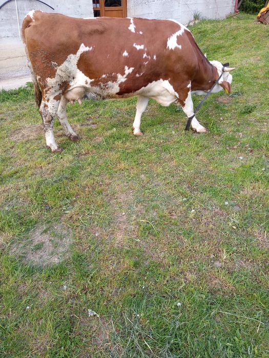 Vand vaca Baltata Romaneasca