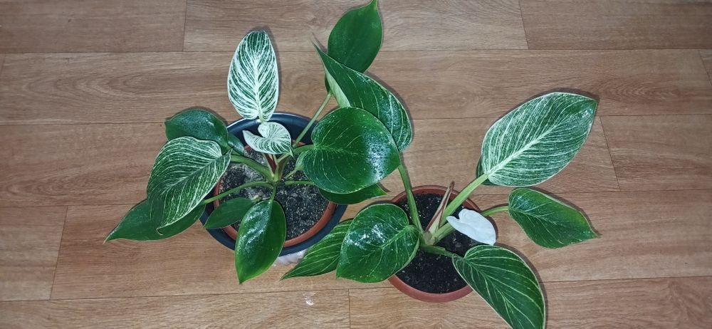 Комнатные цветы 3000