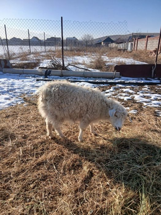 Семыз жас ешкі сатылады