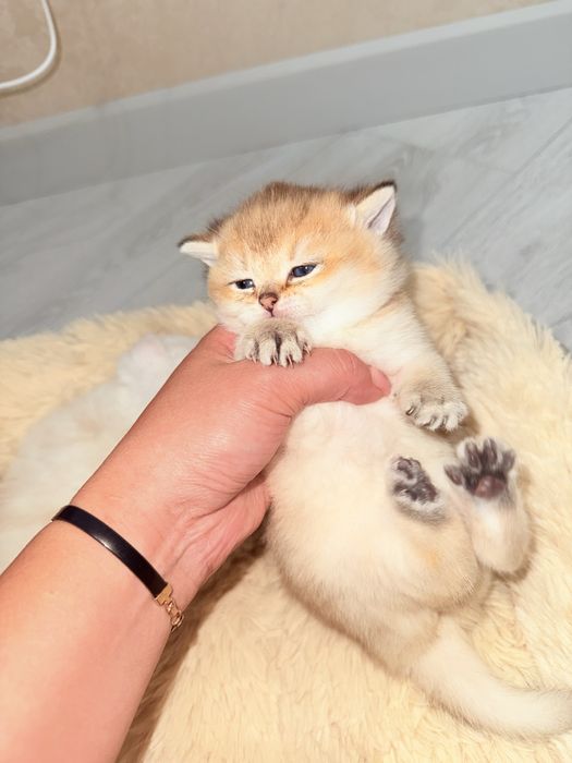 Продается Британские шиншиллы