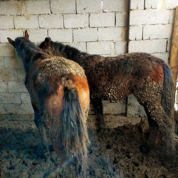 2 полторашка бордахы