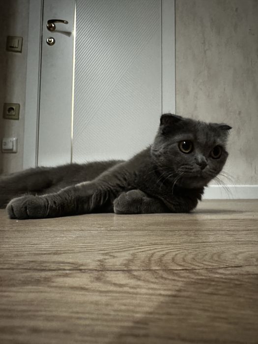 Кошка ( британская )