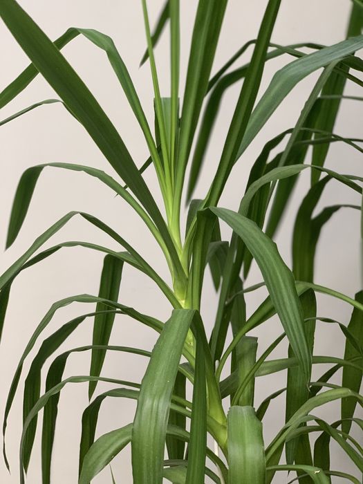 Продам Драцену, очень большую