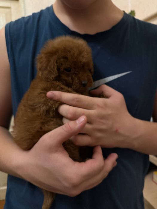 Щенок той пуделя.клубный