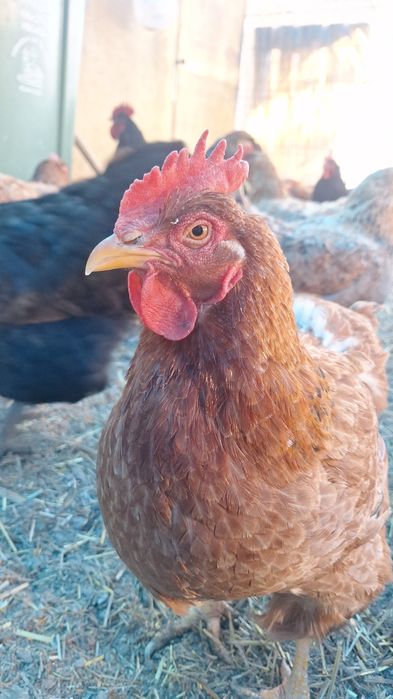 Ouă proaspete de găină