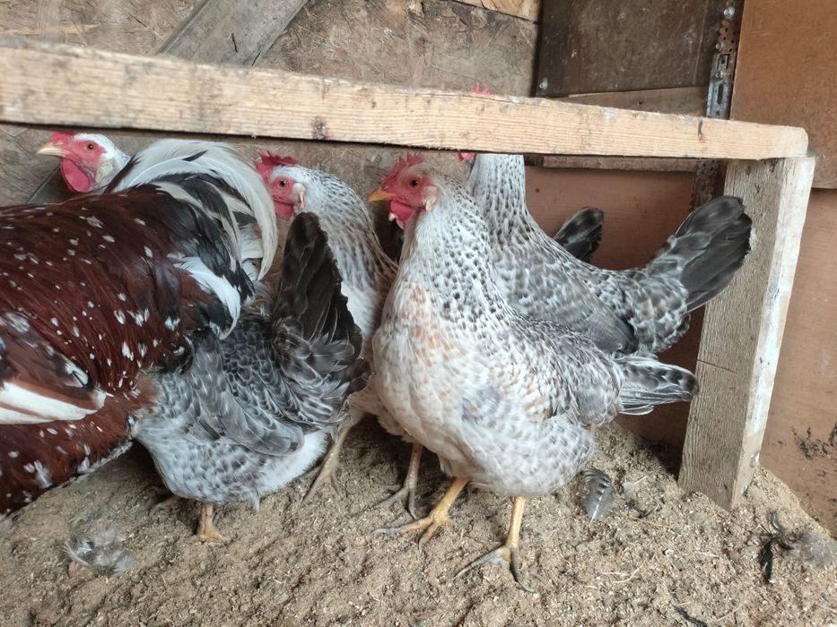 Продаётся куры Бараковские