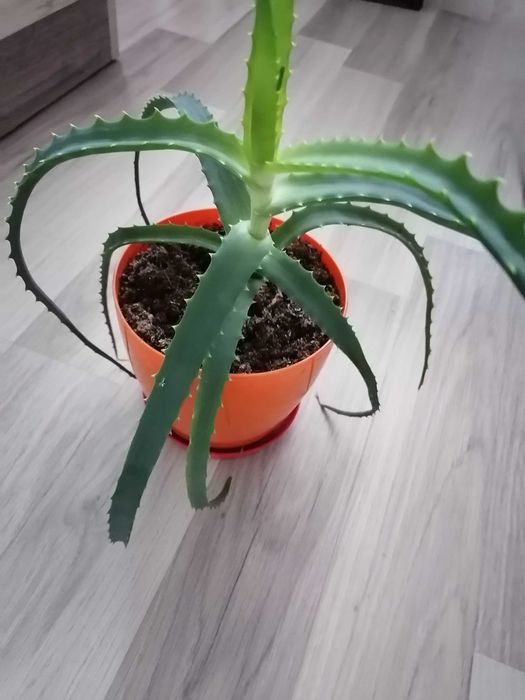 Алое,Холандско и българско индришета