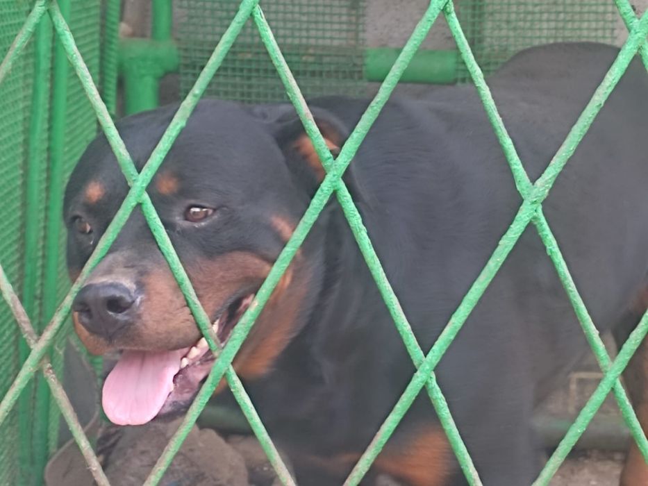 Ротвейлер продается