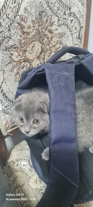 Жуда хам аклли угил мушукча сотилади