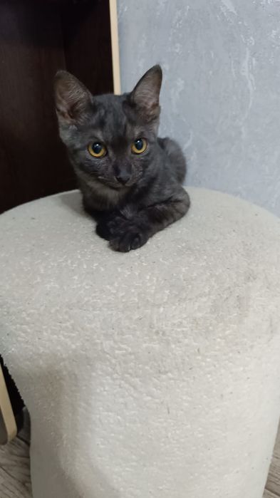 Отдам котят в хорошие ,добрые руки