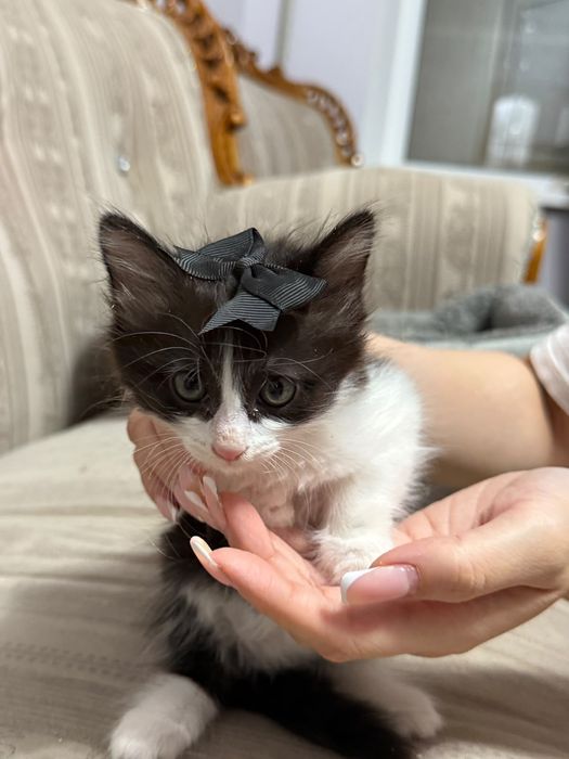 Котята в хорошие руки