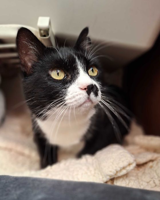 Adoptie pisica neagra curte Martafica