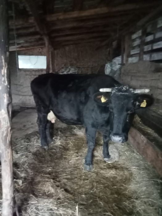 Vacă de vânzare cu vițel în burtă