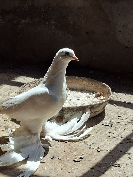 Голуби, молодые белые тасманы