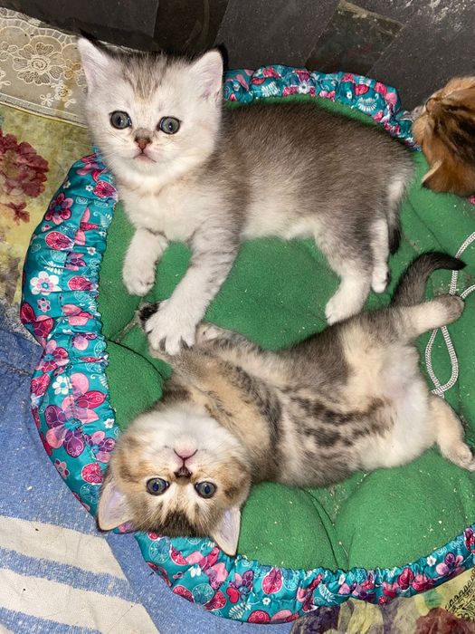 Золотые шиншиллы котята