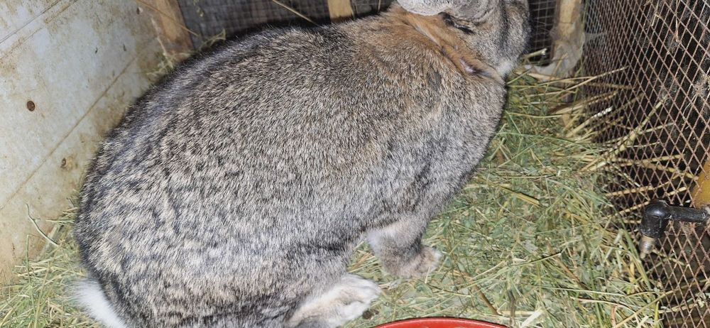 Продаются кролики молодые по 70 000 сум а великан отец 600 000 тысяч с