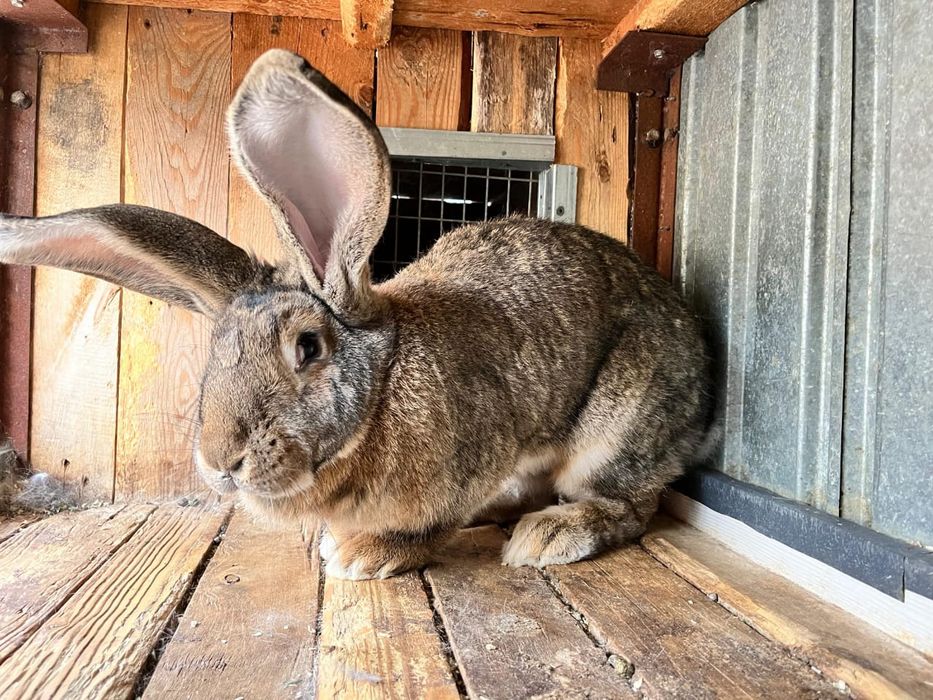 Кролики великан фландр